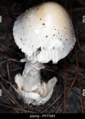 Bianco di funghi Amanita cresce in una foresta in Texas, Stati Uniti d'America Foto Stock