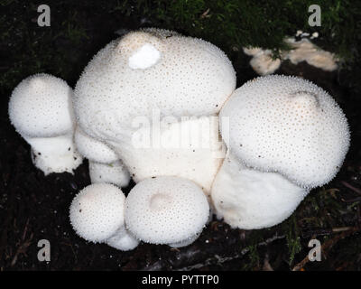 Giovani funghi di palla di puffball comuni (Lycoperson perlatum) che crescono in una foresta; stato di Washington, Stati Uniti Foto Stock