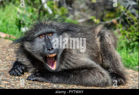 Babbuino con bocca aperta esponendo denti canini. Il babbuino Chacma (Papio ursinus), noto anche come il capo di babbuino. Sud Africa. Foto Stock