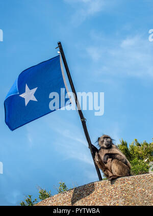 Babbuino con bandiera somala sul cielo blu sullo sfondo. Il babbuino Chacma (Papio ursinus), noto anche come il capo di babbuino. Foto Stock