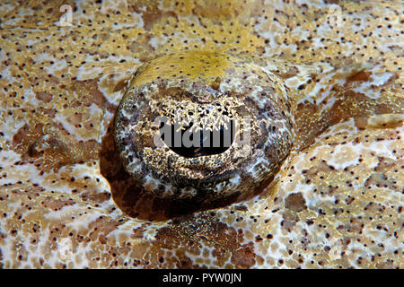 Occhio particolare di una testa piatta Tentacled, tappeto o Flathead crocodilefish indiano (Papilloculiceps longiceps), Sharm el Sheikh, Sinai, Egitto Foto Stock