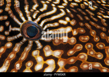 Occhio particolare di una mappa il pesce palla Arothron (mappa), Sabang Beach, Mindoro, Filippine Foto Stock