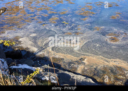 Scorie galleggianti sulla superficie di loch in marina a Craobh Haven Foto Stock