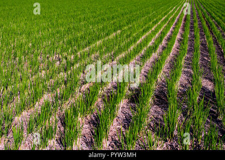 Piantate il riso linea retta ampia angolazione. Campo di riso. Foto Stock