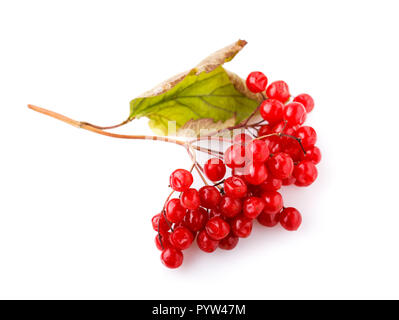 Il ramo di ripe viburnum isolati su sfondo bianco Foto Stock