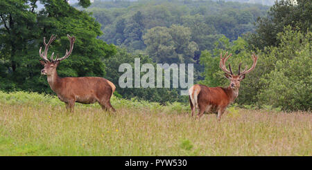 Red Deer Stags in un parco all'inglese (Cervus elaphus)