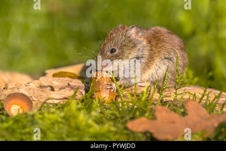 Wild Bank vole (Myodes glareolus) mangiare acorn sulla scena di autunno forest floor con foglie e ghiande Foto Stock