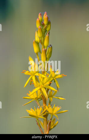 Immagine dettagliata di Bog Asphodel (Narthecium ossifragum) fiore. Un impianto di Europa occidentale, trovati sul bagnato, paludosa brughiere fino a circa 1000 m di elevatio Foto Stock