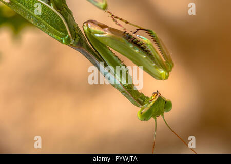 Vista laterale della testa della Comunità mantide religiosa (mantide religiosa) è uno dei più conosciuti e diffusi specie dell'ordine Mantodea, il Mantis Foto Stock
