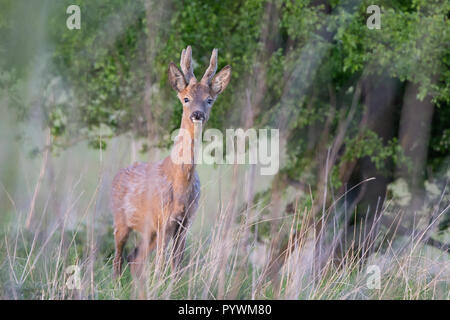 Giovane capriolo britannico buck (Capreolus capreolus) isolato in campagna vagando selvaggio. Fauna selvatica britannica. Allerta animale che staring. Foto Stock
