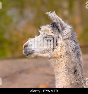 Veduta laterale verticale della testa di un Alpaca (Vicugna pacos) con habitat naturale sullo sfondo Foto Stock