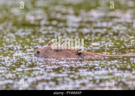 Nuoto castoro (Castor fiber) in verde acqua colorata nel Biesbosch Paesi Bassi Foto Stock