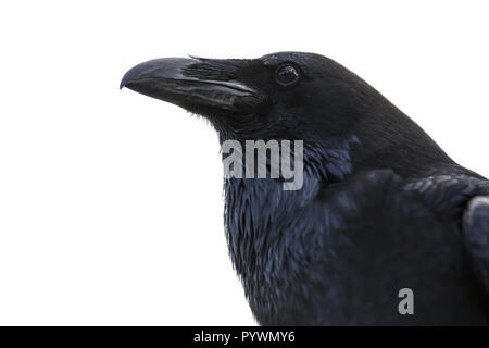 Ritratto di un corvo nero isolato su sfondo bianco Foto Stock