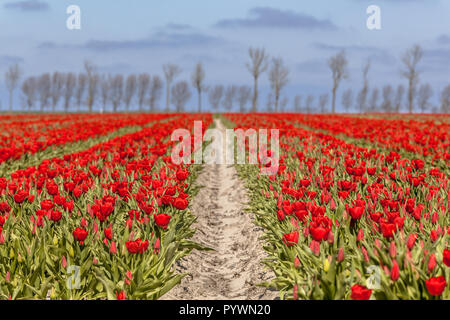 Campo di tulipani rossi con alberi all'orizzonte in una giornata di sole Foto Stock