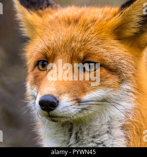 Testa di un europeo fissando red fox (Vulpes vulpes vulpes) close up Foto Stock