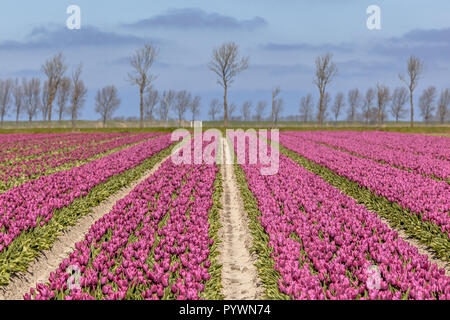 Campo di tulipani viola visto da sopra con alberi all'orizzonte in una giornata di sole Foto Stock