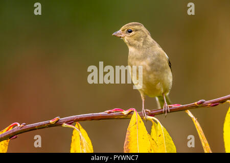 Femmina (fringuello Fringilla coelebs) su un ramo con Giallo autunno foglie colorate Foto Stock