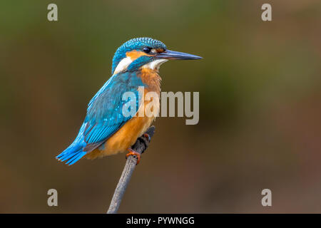 Politica europea comune in materia di Kingfisher (Alcedo atthis) appollaiato su un bastone sopra il fiume. Questo sparrow uccelli grandezza ha il tipico corto-tailed, grande capo-re Foto Stock