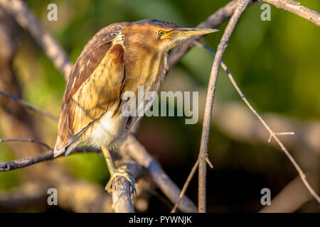 Tarabusino (Ixobrychus minutus) appollaiato su un ramo al di sopra delle acque di un lago Foto Stock