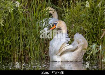 Coppia di cigni (Cygnus olor) costruire un nido al lago. La pianificazione familiare concetto. Maschio in modalità di protezione. Foto Stock