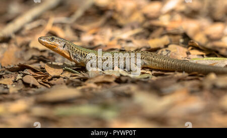 Parete dalmata lizard (Podarcis melisellensis) con segni distintivi di gola arancione Foto Stock