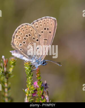 Alcon grande blu (Phengaris alcon) farfalla appoggiato nella vegetazione erbosa. Esso può essere visto volare a metà o fine estate. Come alcune altre specie di Ly Foto Stock