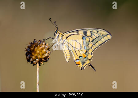 Coda forcuta (Papilio machaon) in appoggio sulla pianta Allium nella luce del mattino. La coda di rondine è il più grande d'Europa butterfly nativo, e anche uno dei nostri Foto Stock