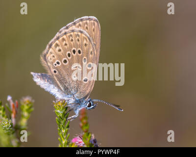 Alcon grandi blue butterfly (Phengaris alcon) di appoggio nella vegetazione erbosa. Esso può essere visto volare a metà o fine estate. Come alcune altre specie del Lycée Foto Stock