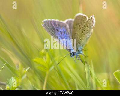 Alcon blue butterfly (Phengaris alcon) di appoggio nella vegetazione erbosa. Esso può essere visto volare a metà o fine estate. Come alcune altre specie di Lycaenida Foto Stock