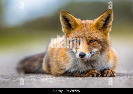 Rilassante rosso europeo volpe (Vulpes vulpes) giacente a terra. La Volpe rossa sono adattabili e opportunisti gli onnivori e sono in grado di successo delle occ Foto Stock