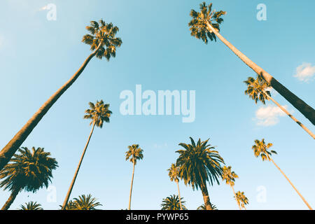 Guardando verso l'alto le palme in St Kilda, Melbourne, Australia Foto Stock