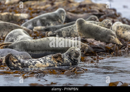 Gruppo Atlantic guarnizione grigio (Halichoerus grypus) poggiante su rocce nel campo kelp e guardando nella telecamera a farne le isole, Inghilterra Foto Stock