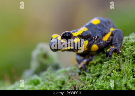 Incendio tossici salamandre (Salamandre salamandre) vivono in Europa centrale vecchie foreste decidue e sono più comuni nelle zone collinari con un sacco di morti tru Foto Stock