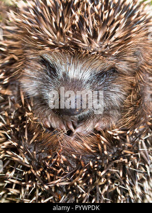 Carino riccio (Erinaceus europaeus,) in ibernazione durante il lungo e freddo inverno in Europa Foto Stock