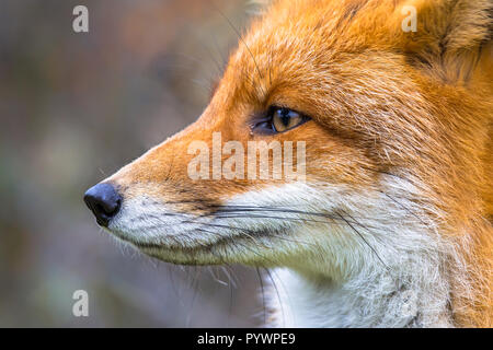 Veduta laterale del ritratto rosso europeo volpe (Vulpes vulpes) en profilo Foto Stock