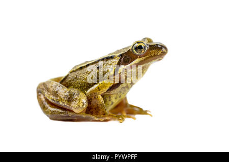 Comune rana marrone (rana temporaria) visto di lato e cercando nella fotocamera su sfondo bianco con tracciato di ritaglio Foto Stock