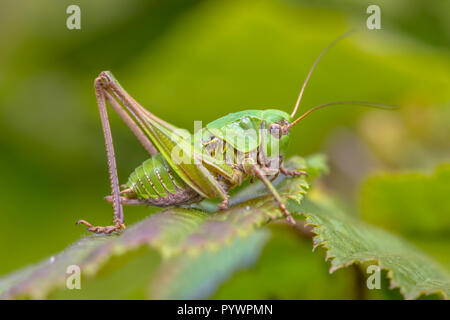 I capretti verruca femmina-snapper (Decticus verrucivorus) arroccato su una foglia. Il suo inglese e nomi scientifici derivano dalla vecchia pratica di utilizzo del c Foto Stock
