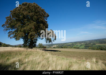 Fienagione vicino Offas Dyke Herefordshire UK 2018 con trattore vintage Foto Stock