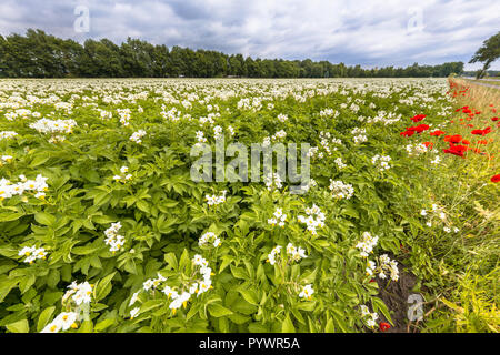 Patata biologica campo di fiori e di papavero rosso fiori in frontiera Foto Stock