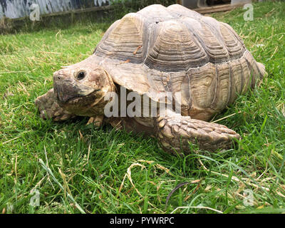 Amichevole tartaruga vecchio seduto sul prato verde Foto Stock