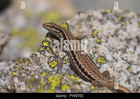 Politica europea comune Lucertola muraiola (Podarcis muralis) crogiolarsi al sole su una pietra Foto Stock