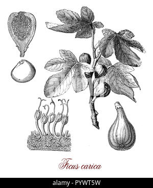 Vintage incisione botanico di comune figura importante coltura nativo per il Medio Oriente coltivata come cibo e come pianta ornamentale dall antichità Foto Stock