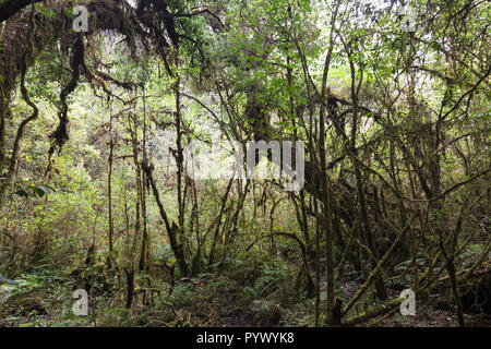 Highland densa foresta tropicale in Doi Inthanon national park, Thailandia Foto Stock