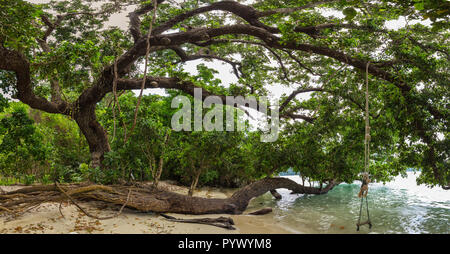 Grandi pesci di veleno albero ( Barringtonia asiatica ) lungo la riva del Koh Surin island, Thailandia Foto Stock