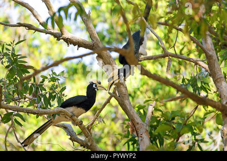 Paio di Hornbill Anthracoceros albirostris in piedi su un ramo in Koh Tarutao island jungle, Thailandia Foto Stock