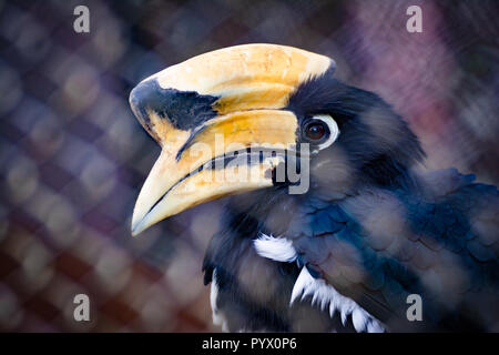 Vista ingrandita della testa Hornbill in gabbia Zoo Foto Stock