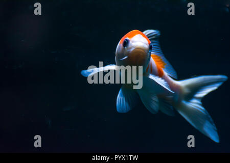 Aquarium pesci Fish-Gold Shubunkin Foto Stock