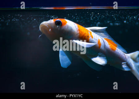 Aquarium pesci Fish-Gold Shubunkin Foto Stock