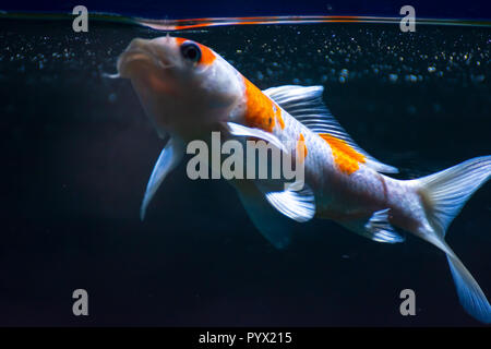 Aquarium pesci Fish-Gold Shubunkin Foto Stock