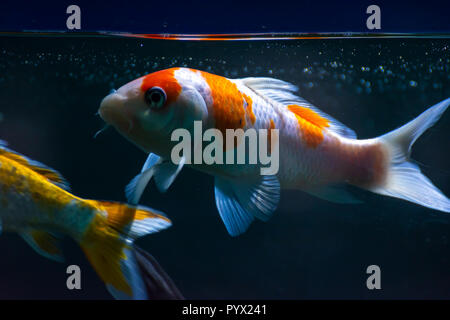 Aquarium pesci Fish-Gold Shubunkin Foto Stock